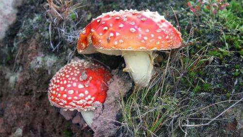 Retracing the roots of fungal symbioses