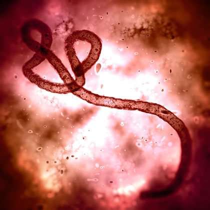 Australian virus might be answer to effective Ebola vaccine