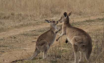 Few friends for shy kangaroos