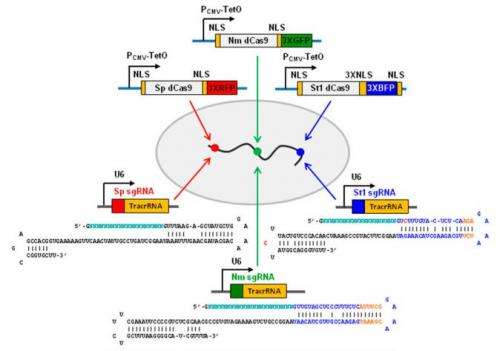 Color-coading gene sequences in human cells