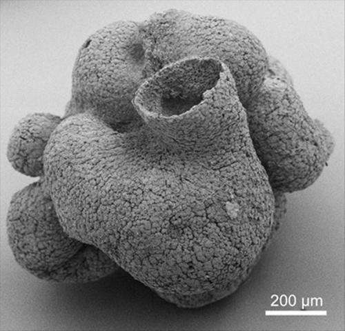 Oldest known sponge found in China