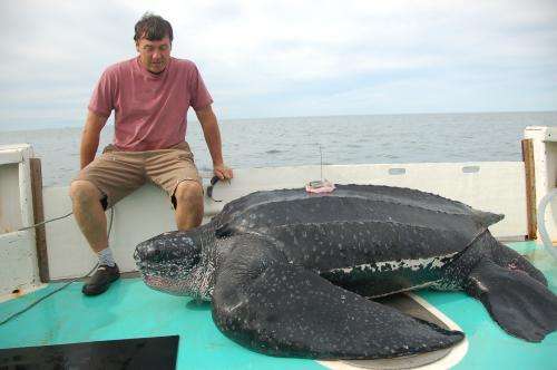 Leatherback sea turtles use mysterious 'compass sense' to migrate hundreds of miles