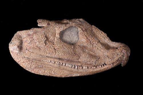 Fossil skull sheds new light on transition from water to land