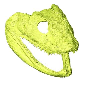 Fossil skull sheds new light on transition from water to land