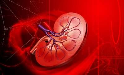Combining stem-cell therapy with anti-scarring agent may heal injured kidneys