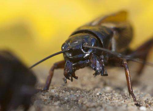 Research pair find nitric oxide governs fight-or-flight response in crickets