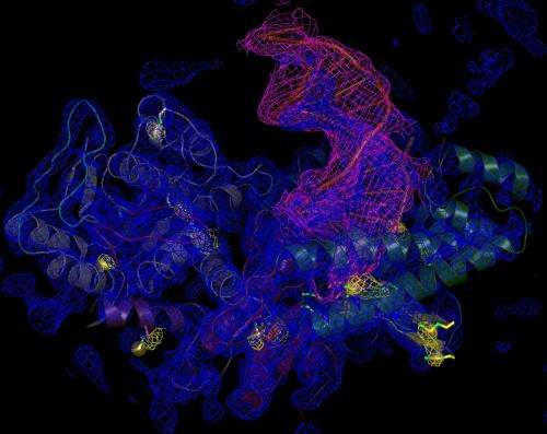 3-D snapshot of protein highlights potential drug target for breast cancer