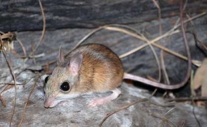 Elusive mouse edges close to extinction