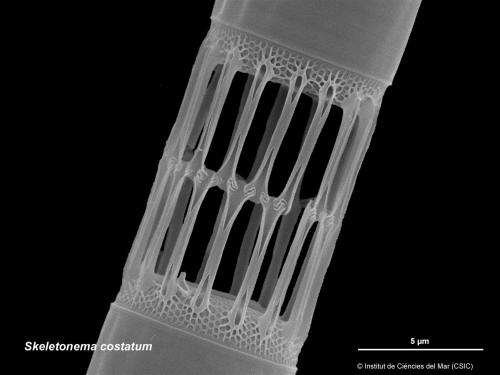 Ascension of marine diatoms linked to vast increase in continental weathering