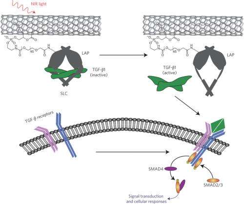 Optically activating a cell signaling pathway using carbon nanotubes