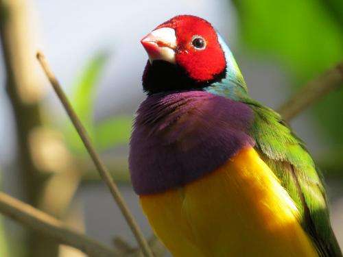 Sexual selection isn't the last word on bird plumage, study shows