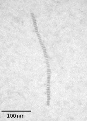 Nanoscale worms provide new route to nano-necklace structures