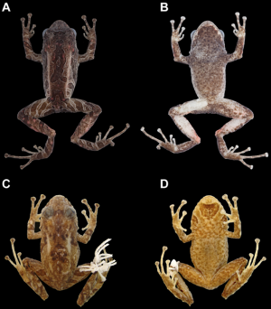 Scientists discover new 'transformer frog' in Ecuador