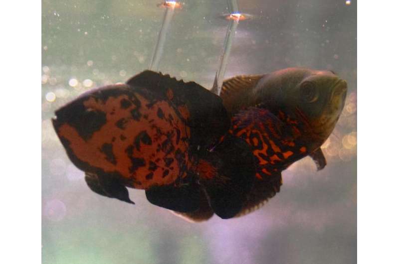 Gotcha! Ultra-realistic robot proves there's more than 1 way to scare a fish