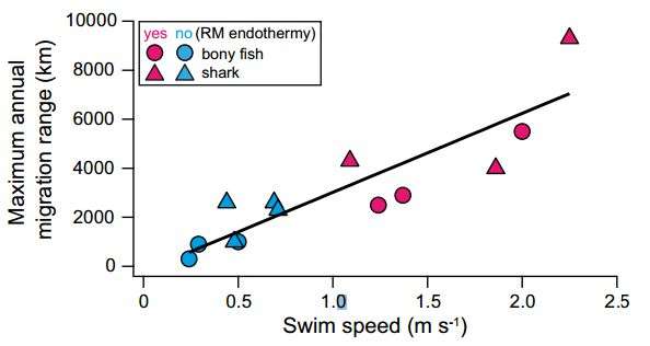 Warm bodied fishes found able to swim farther and faster than cold bodied fish