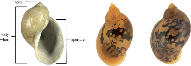 Boldness in individuals linked with shell shape protectiveness in pond snails