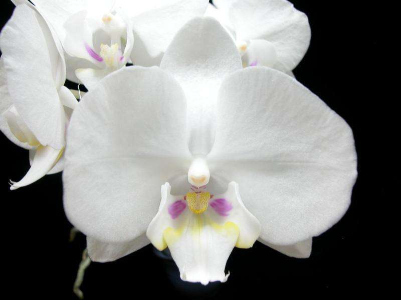 Researchers find proteins responsible for orchid shape