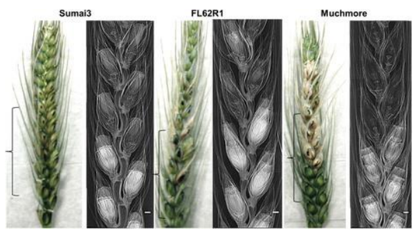 Cause of wheat resistance to scab discovered