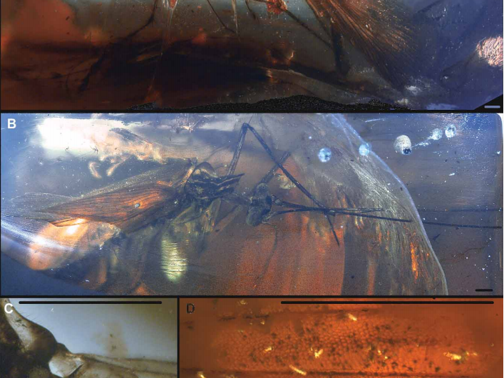 Dinosaur-times cockroach caught in amber, from Myanmar