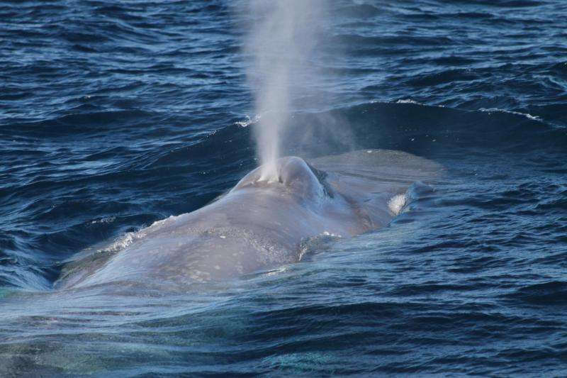Lack of diversity in pygmy blue whales not due to man-made cause
