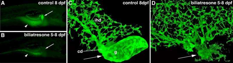 Plant toxin causes biliary atresia in animal model