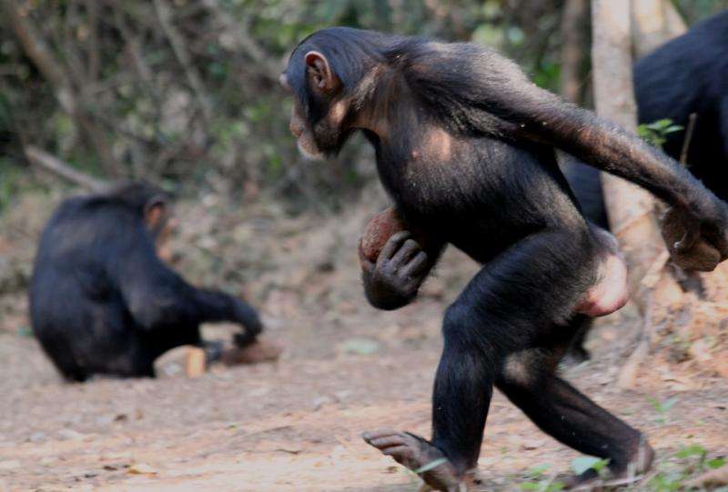 Apes under pressure show their ingenuity – and hint at our own evolutionary past