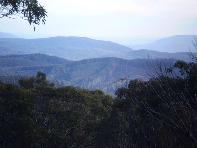 A great big new forest park won’t save Leadbeater’s possum