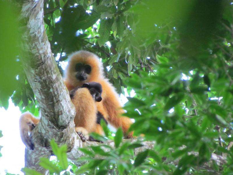 New action plan to save world's rarest primate