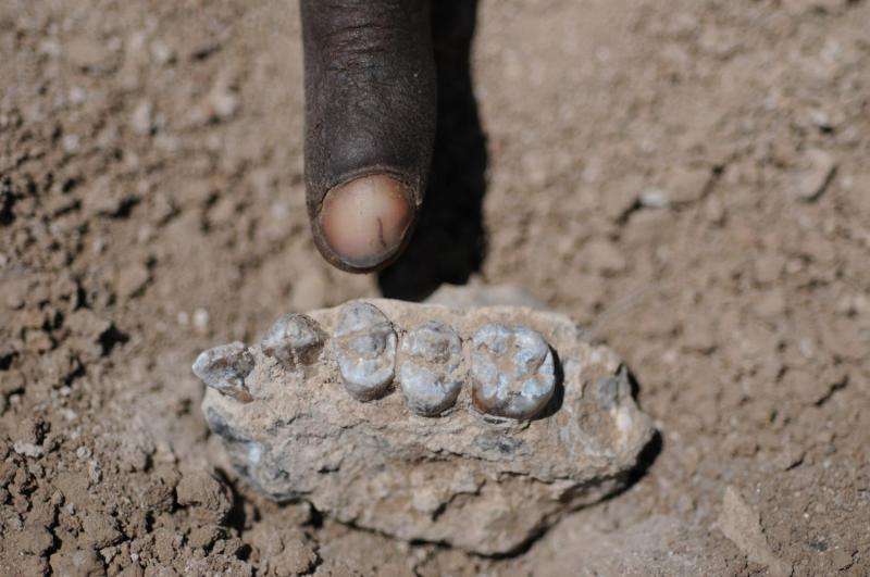 New human ancestor species from Ethiopia lived alongside Lucy's species