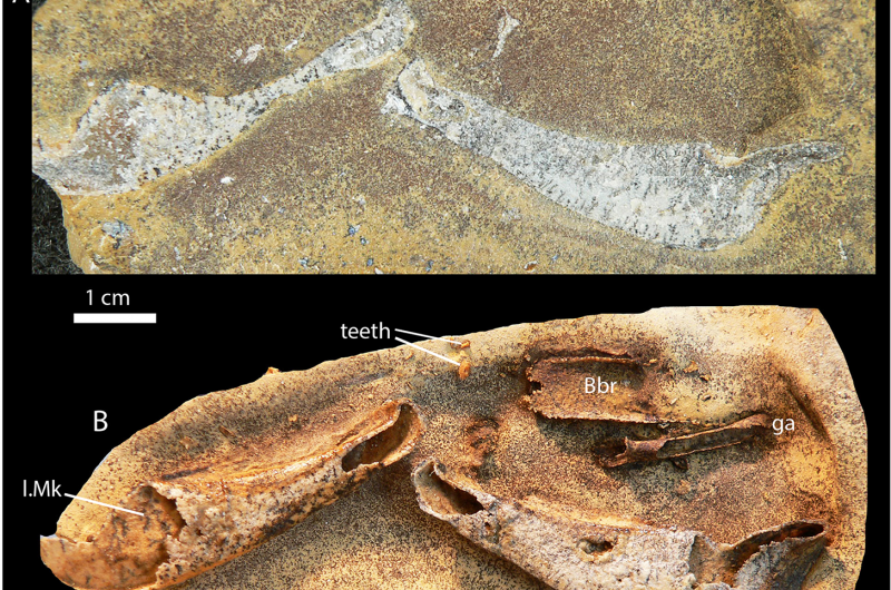 Fossil ancestor shows sharks have a bony past