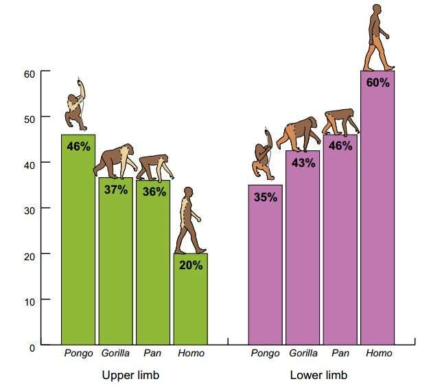 Comparison of bonobo anatomy to humans offers evolutionary clues