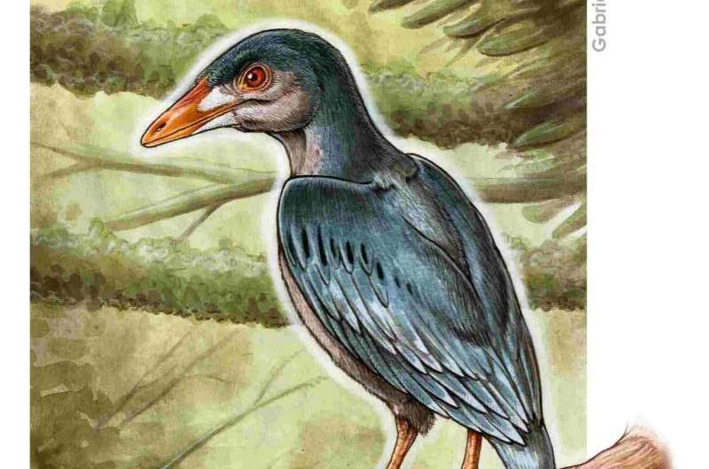 Small bird fills big fossil gap