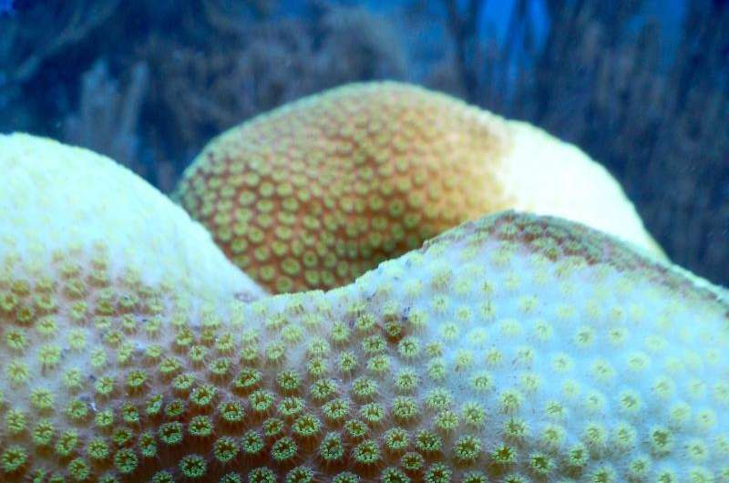 New study uncovers why some threatened corals swap “algae” partners