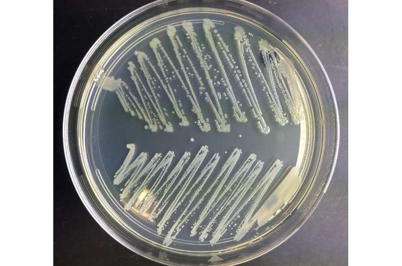 Study points towards new strategies for stopping the spread of Staph and MRSA