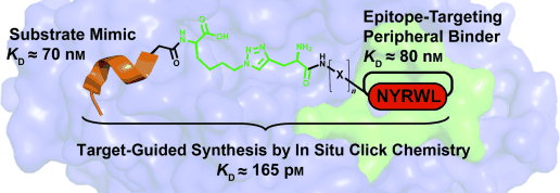Botulinum neurotoxin A inhibitor developed via all-synthetic click epitope targeting chemistry