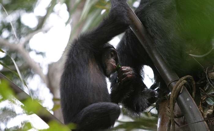 Boozy chimps back 'drunken monkey' idea of Man and Ape
