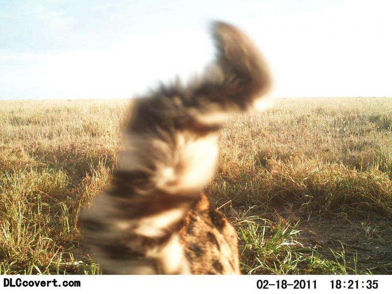 How citizen scientists classified millions of Serengeti photos from home