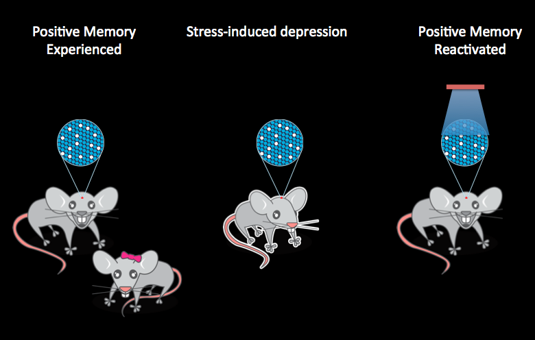 Happy memories may suppress depression in mice