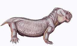 Neutrons show that 260 million years ago the Pristerodon could already hear airborne sound