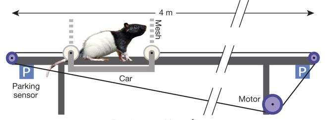 Neurons in rat brains responsible for monitoring speed identified