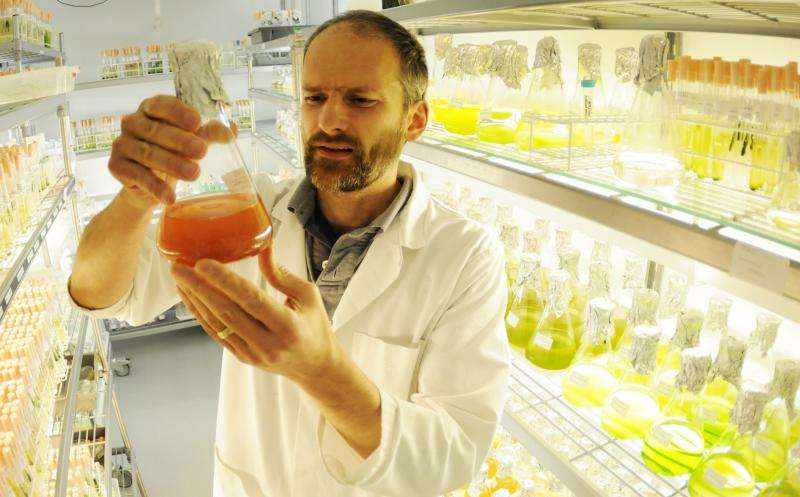 Scientists reveal algal oil potential as fuel for the future