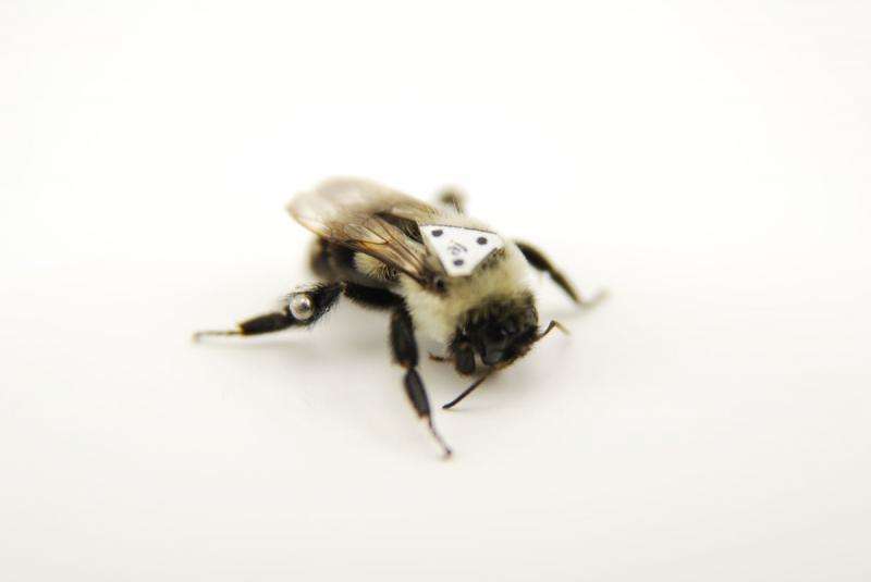 Study shows bumblebees fly differently depending on the load they are carrying