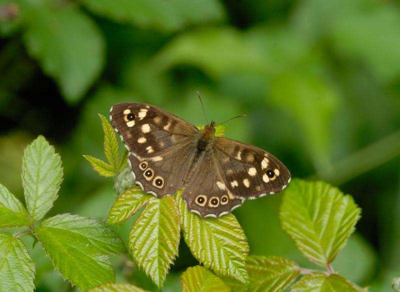 Severe droughts could lead to widespread losses of butterflies by 2050