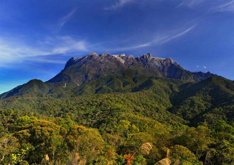 Evolution peaks on tropical mountain