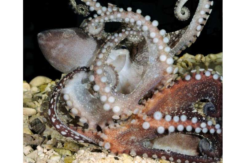 Rare octopus shocks scientists with unusual mating and reproductive strategies
