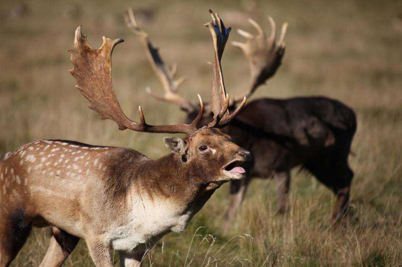 Fallow deer are all about the bass when sizing up rivals