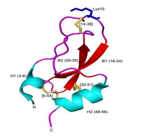Simulation studies reveal the role disulfide bonds play in protein folding