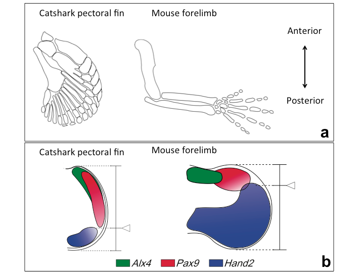 Key genetic event underlying fin-to-limb evolution