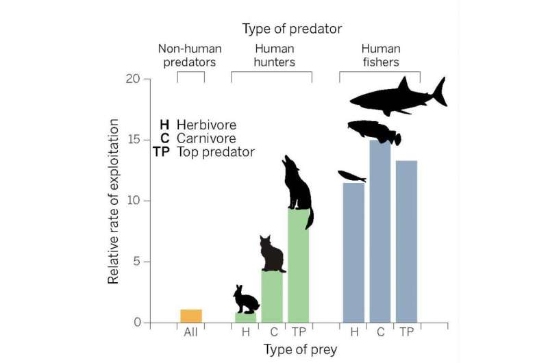 The unique ecology of human predators