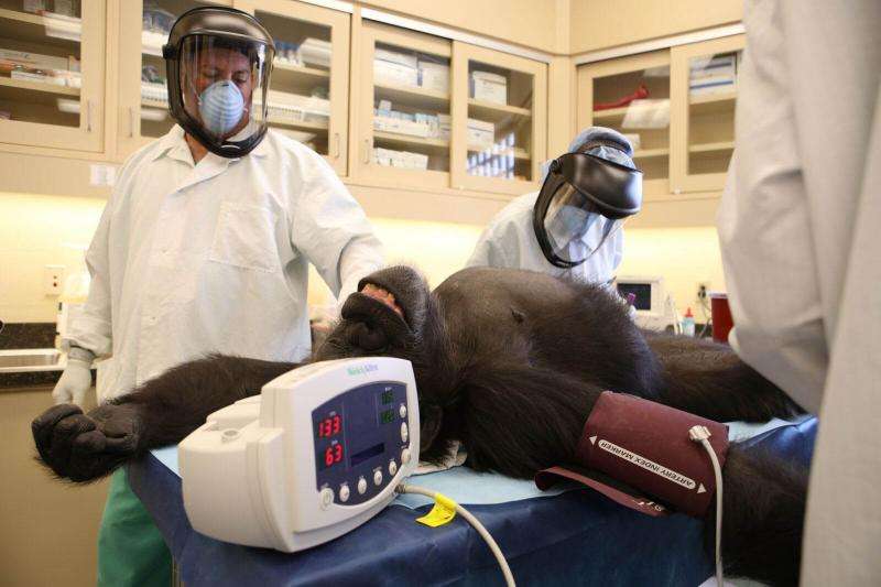 Researchers test Ebola vaccine for wild apes